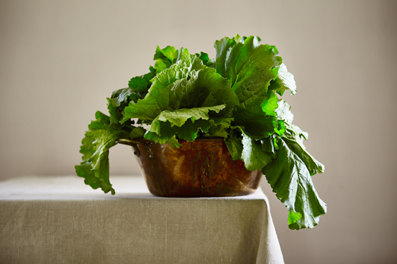 Umbria Feeding The Dream: Cabbage image